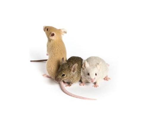 Conntraceptol - for mice
